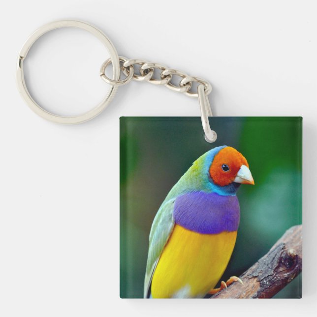 Porte-clefs Finis de gouldien coloré (Devant)