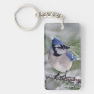 Porte-clefs Geai bleu, Cyanocitta cristata
