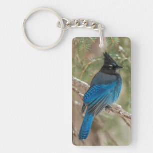 Porte-clefs Geai de Steller dans un arbre