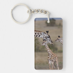 Porte-clefs Giraffe Masaï (Giraffe Tippelskirchi)
