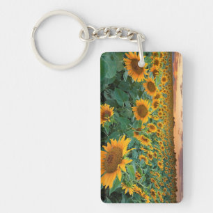 Porte-clefs Gisement de tournesol dans Longmont, le Colorado