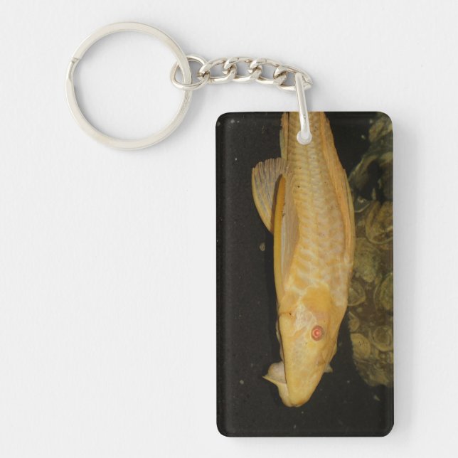 Porte-clefs Glyptoperichthys gibbiceps (Devant)