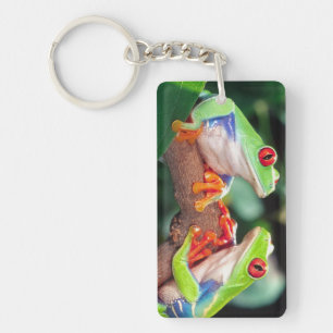 Porte-clefs Grenouille aux yeux rouges, Agalychinis callidryas