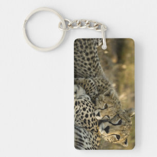 Porte-clefs Guépard, Acinonyx jubatus, avec son petit dans le