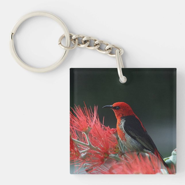 Porte-clefs Honneur de Scarlet Oiseau exotique (Devant)