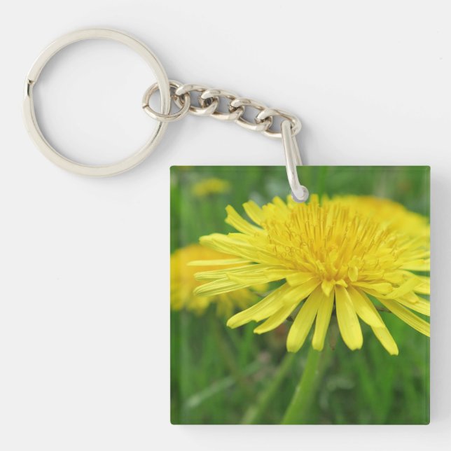 Porte-clefs jaune, betercup, plante, pissenlit, prairie, (Devant)