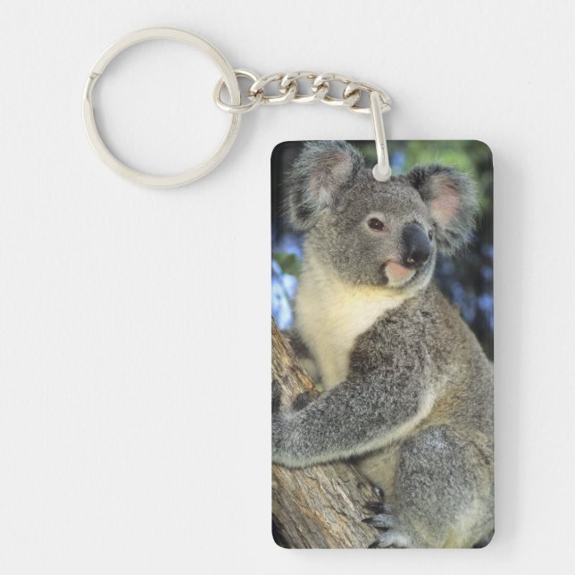Porte-clefs Koala, Phascolarctos cinereus), Australie, (Devant)