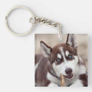 Porte-clefs Le chiot sibérien Husky à la plage