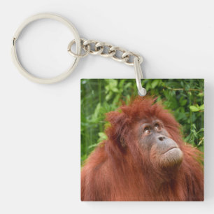 Porte-clefs Le regard réfléchi d'Orangoutan