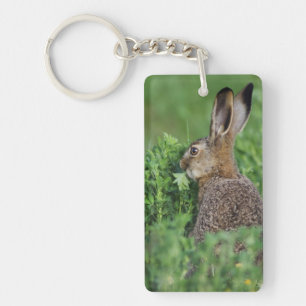 Porte-clefs Lièvre brun, Lepus europaeus, jeune mangeant,