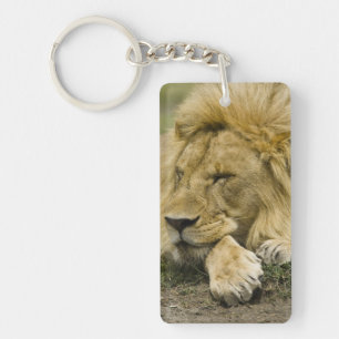 Porte-clefs Lion d'Afrique, Panthera leo, couché endormi