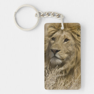 Porte-clefs Lion d'Afrique, Panthera leo, Portrait d'un