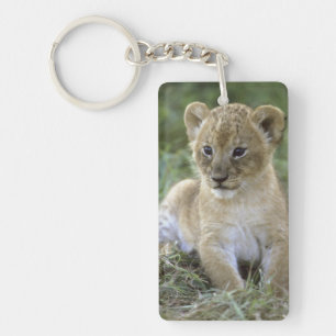 Porte-clefs lion d'Afrique, Panthera leo), Tanzanie,