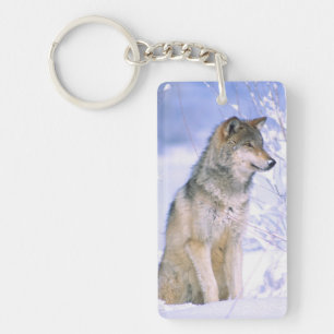 Porte-clefs Loup gris assis dans la neige, Canis lupus,