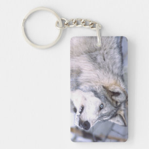 Porte-clefs Loup gris, Canis lupus, Animal de cinéma (Utah)