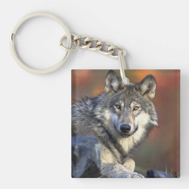 Porte-clefs loup sauvage (Devant)