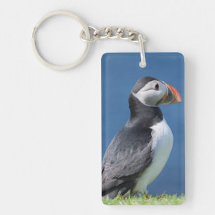 Porte-clefs Macareux Atlantique (Fratercula Arctica) Sur Une F