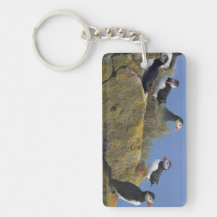 Porte-clefs Macareux atlantiques (Fratercula arctica) sur une