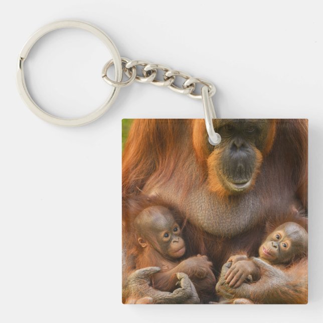 Porte-clefs Mère Orangoutane tenant deux bébés (Devant)