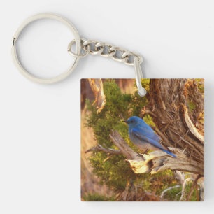 Porte-clefs Merlebleu de l'Ouest à Arches National Park