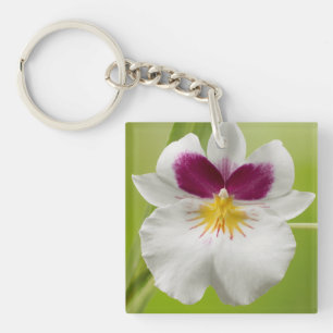 Porte-clefs Miltoniopsis Roezlii (Orchidées de Pansy)