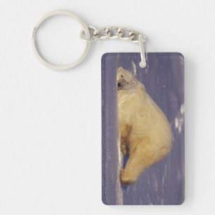 Porte-clefs NA, Canada, Manitoba, Churchill, Ours polaire