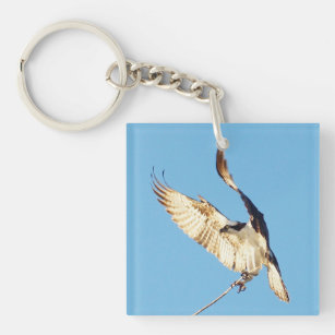 Porte-clefs Oiseaux de Balbuzard volant Porte - clé acrylique