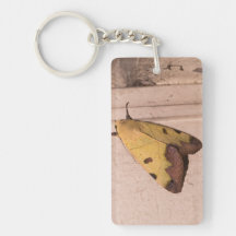 Ophiusa tirhaca, la terne verte