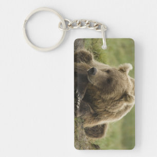 Porte-clefs Ours brun, ou Ours grizzly côtier, Ursus