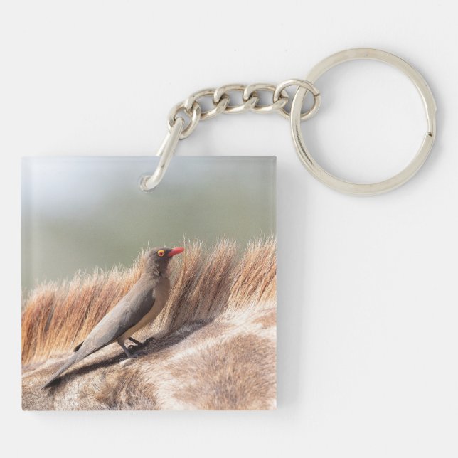 Porte-clefs Oxpecker (Dos)