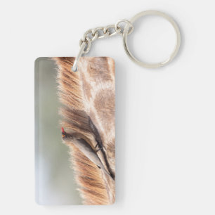 Porte-clefs Oxpecker sur une girafe