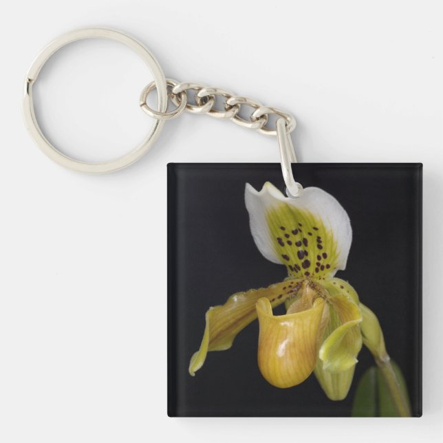 Porte-clefs Paphiopedilum Exul (Devant)