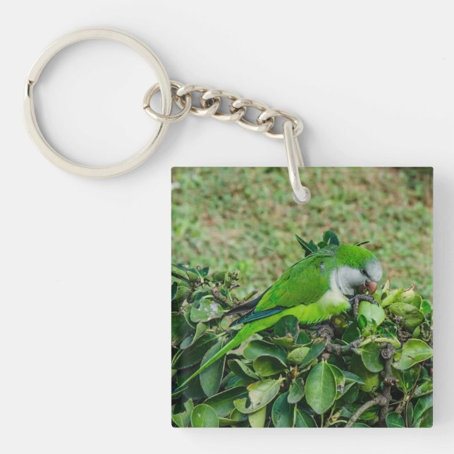 Porte-clefs Perroquet vert (Devant)