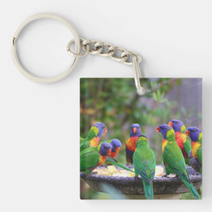 Porte-clefs Perruches arc-en-ciel colorées mangeant