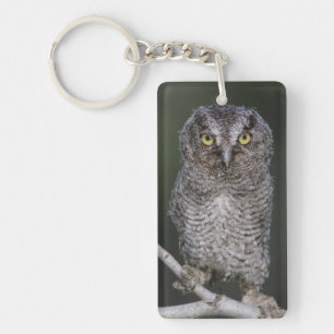 Porte-clefs Petit-duc maculé, Megascops asio, Otus 2