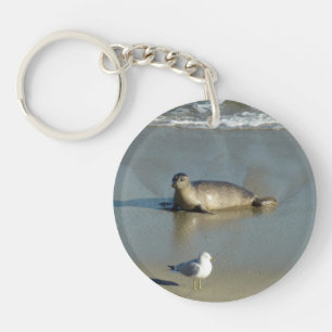 Porte-clefs Phoque commun à La Jolla Californie