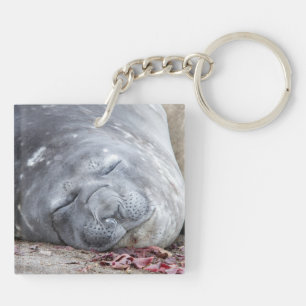 Porte-clefs Phoque d'éléphant dormant