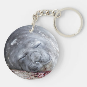 Porte-clefs Phoque d'éléphant dormant
