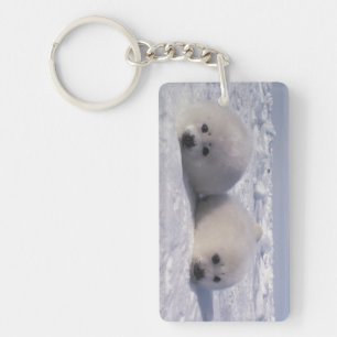 Porte-clefs Phoque du Groenland (Phoca groenlandica) Jeunes ph
