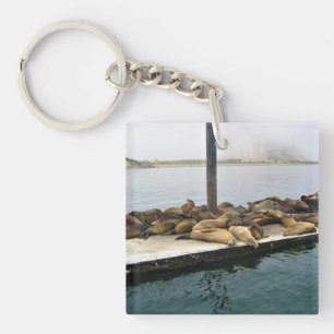 Porte-clefs Phoques du port, Morro Bay, Californie