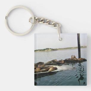 Porte-clefs Phoques du port, Morro Bay, Californie