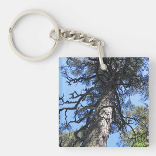 Porte-clefs Pin Tree, Jardin botanique de Palanga, LITUANIE -