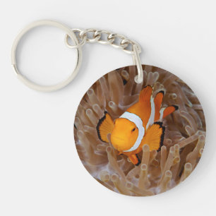 Porte-clefs Poisson clown - Molokai, falaise de la côte nord