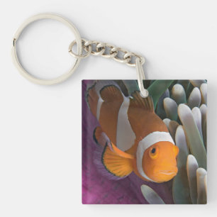 Porte-clefs Poisson d'anémone clown occidental