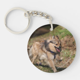 Porte-clefs Pomeranian fonctionnant avec le harnais dessus