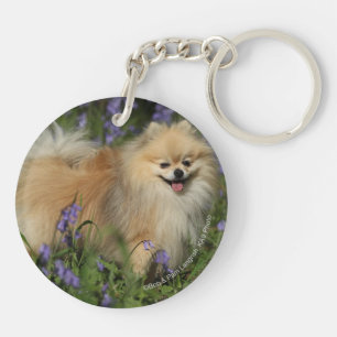 Porte-clefs Pomeranian regardant l'appareil-photo dans les