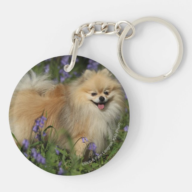 Porte-clefs Pomeranian regardant l'appareil-photo dans les (Dos)