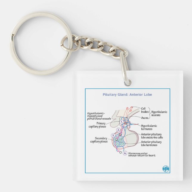 Porte-clefs Porte - clé de physiologie des terres pituitaires  (Devant)