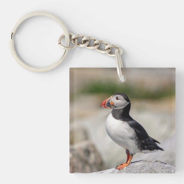 Porte-clefs Puffin Atlantique en Machias, Maine (Devant)