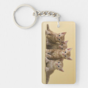 Porte-clefs Quatre chatons de Shorthair d'Américain